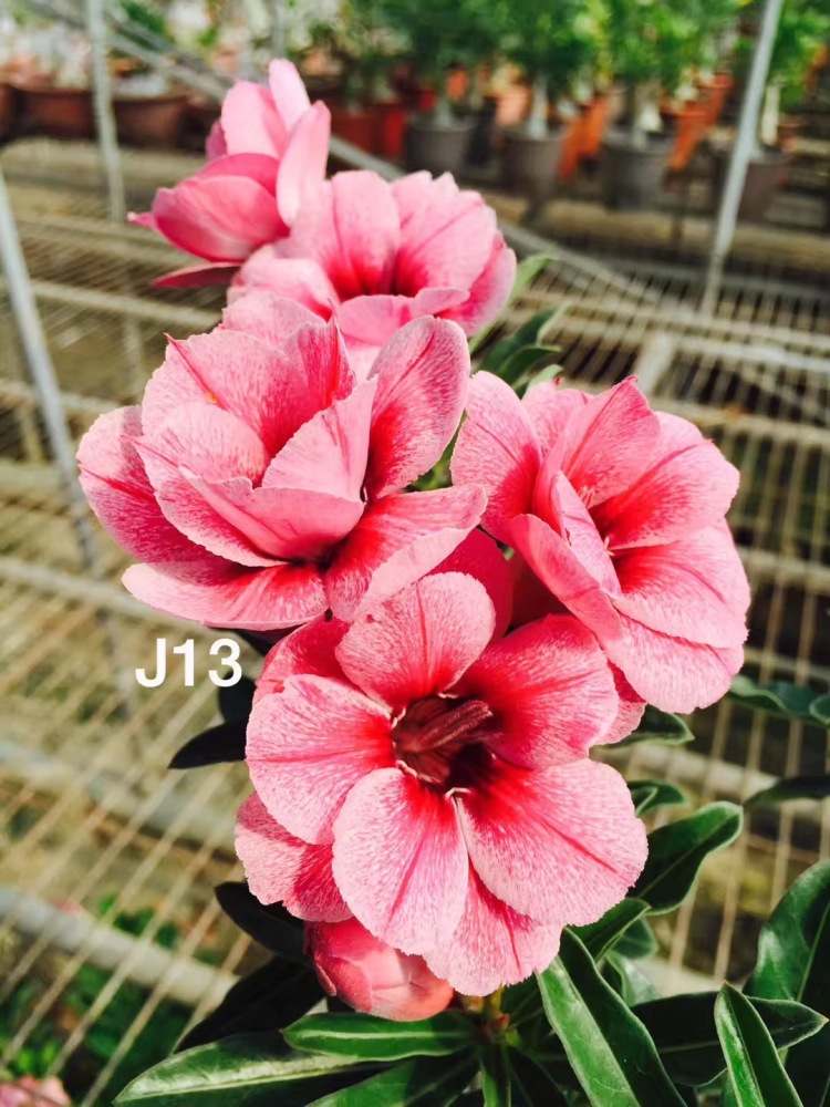 Fresh Rare Adenium Obesum Desert Rose Seeds