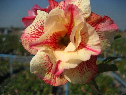 Fresh Rare Adenium Obesum Desert Rose Seeds