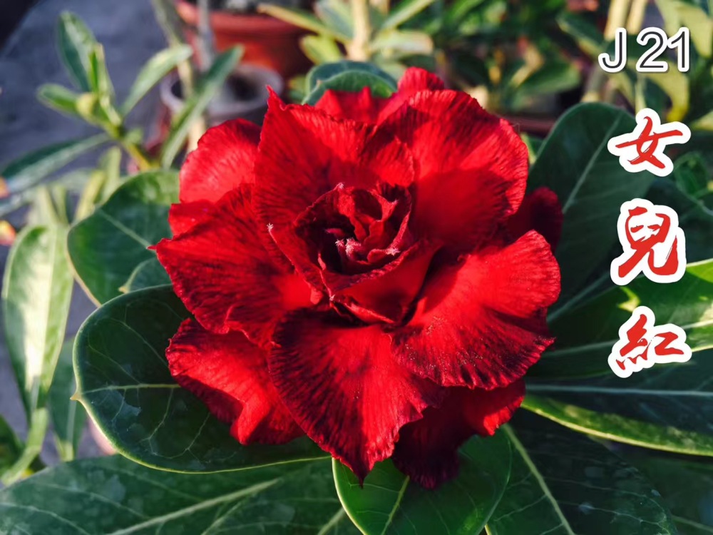 Double petaled Adenium Obesum Desert Rose Seeds