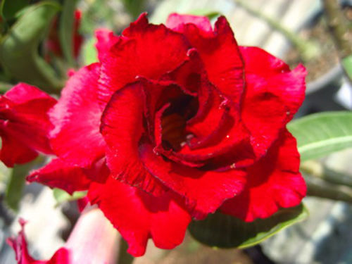 Fresh Rare Adenium Obesum Desert Rose Seeds