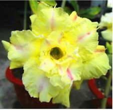 Fresh Rare Adenium Obesum Desert Rose Seeds