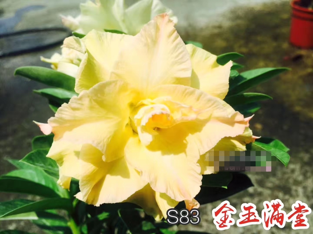 Double petaled Adenium Obesum Desert Rose Seeds