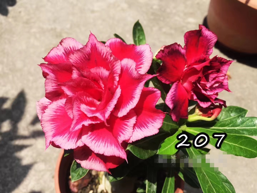 Double petaled Adenium Obesum Desert Rose Seeds