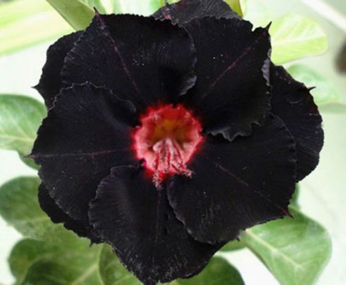 Fresh Rare Adenium Obesum Desert Rose Seeds