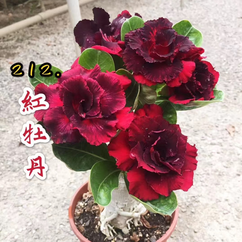 Double petaled Adenium Obesum Desert Rose Seeds