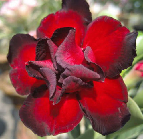 Fresh Rare Adenium Obesum Desert Rose Seeds