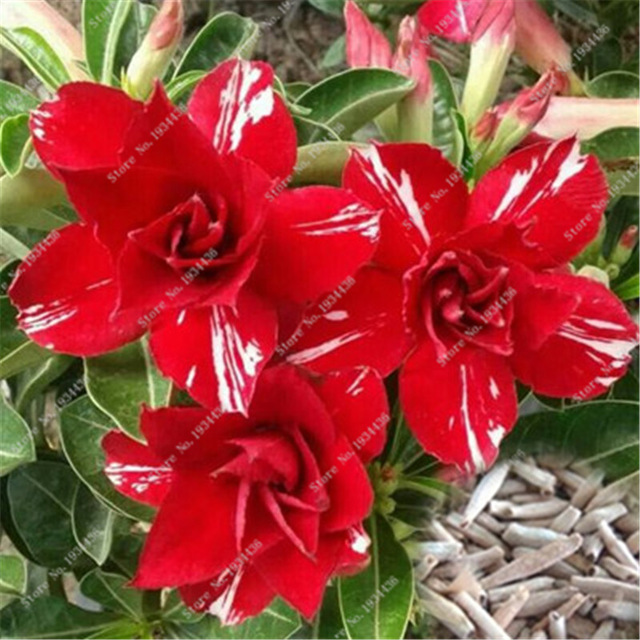 Fresh Rare Adenium Obesum Desert Rose Seeds
