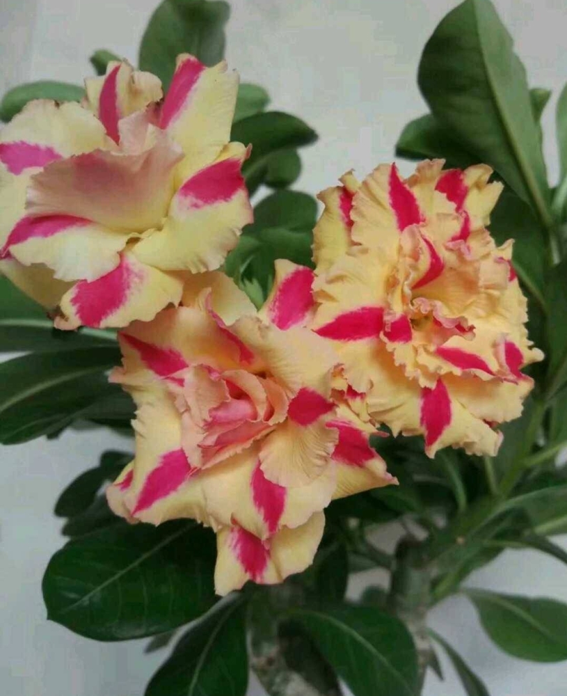 Double petaled Adenium Obesum Desert Rose Seeds