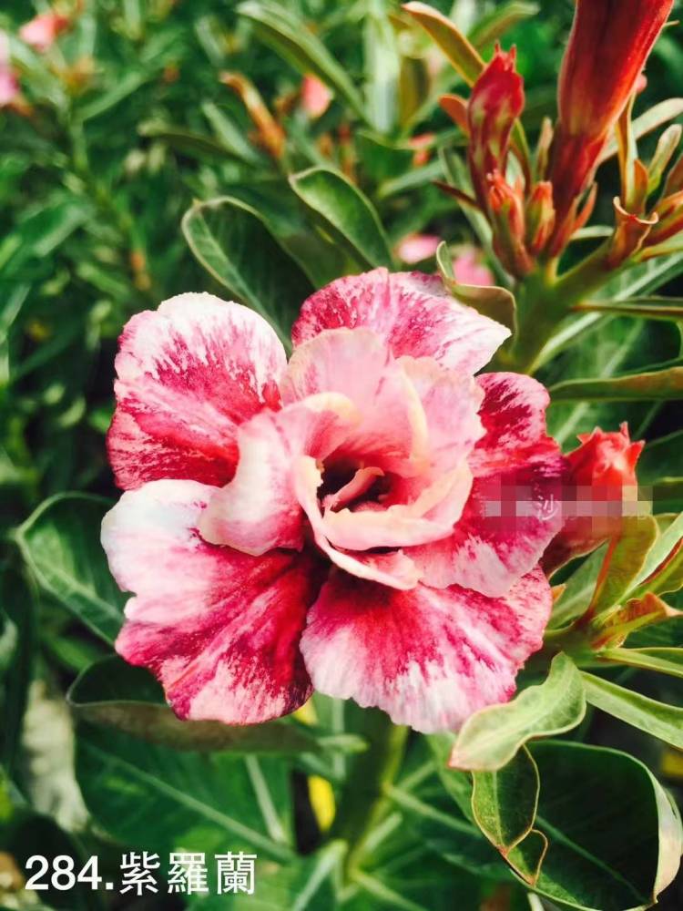 Double petaled Adenium Obesum Desert Rose Seeds