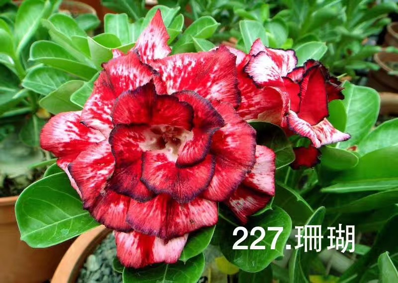 Double petaled Adenium Obesum Desert Rose Seeds