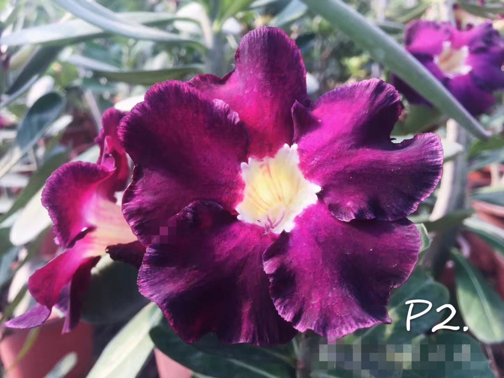 Fresh Rare Adenium Obesum Desert Rose Seeds