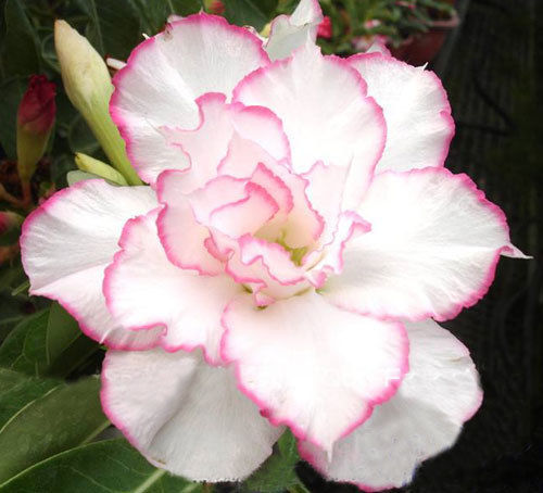 Fresh Rare Adenium Obesum Desert Rose Seeds