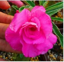 Fresh Rare Adenium Obesum Desert Rose Seeds