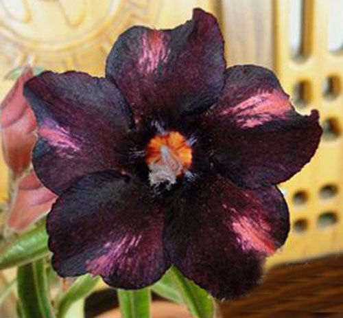 Fresh Rare Adenium Obesum Desert Rose Seeds