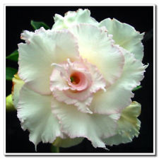 Fresh Rare Adenium Obesum Desert Rose Seeds