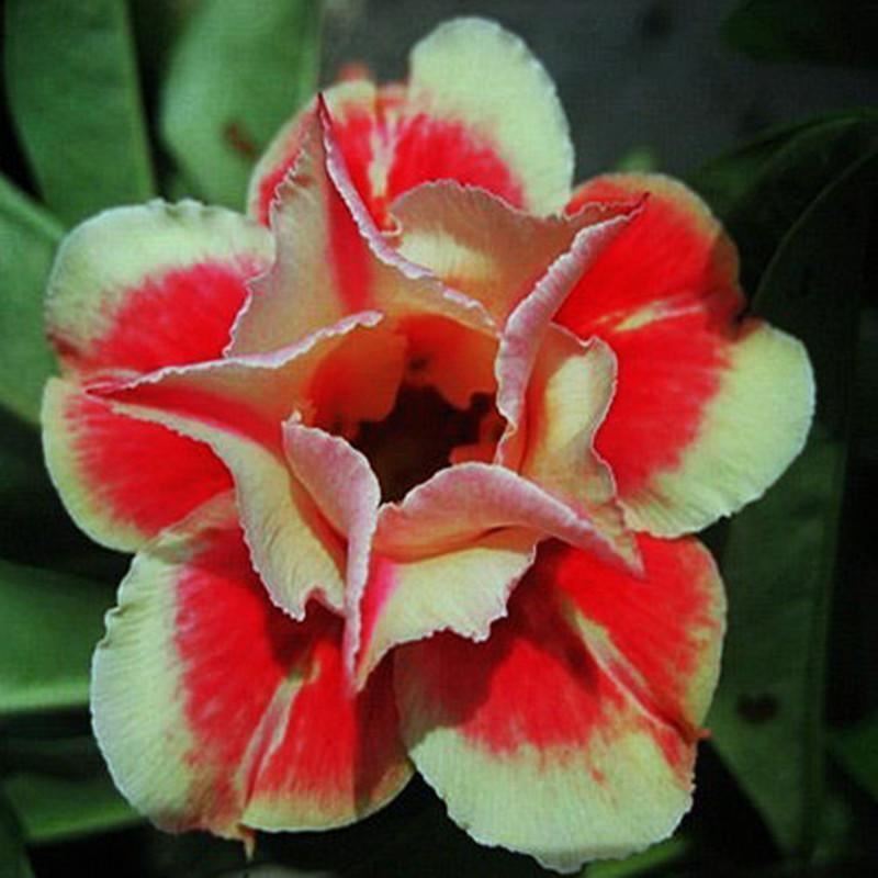 Fresh Rare Adenium Obesum Desert Rose Seeds