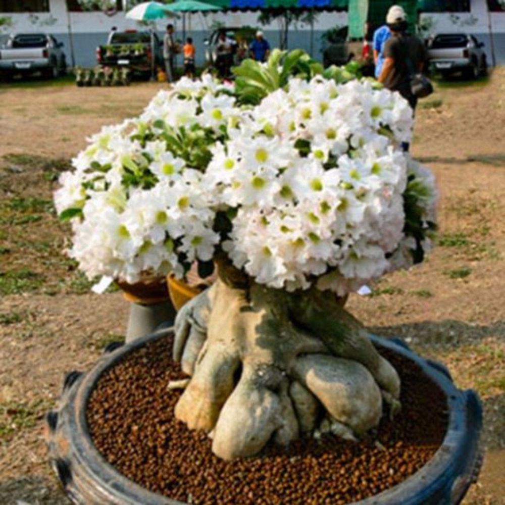 Fresh Rare Adenium Obesum Desert Rose Seeds