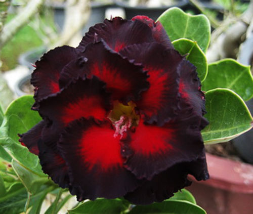 Fresh Rare Adenium Obesum Desert Rose Seeds