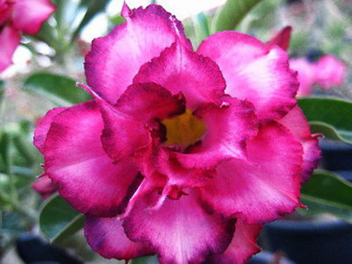 Fresh Rare Adenium Obesum Desert Rose Seeds