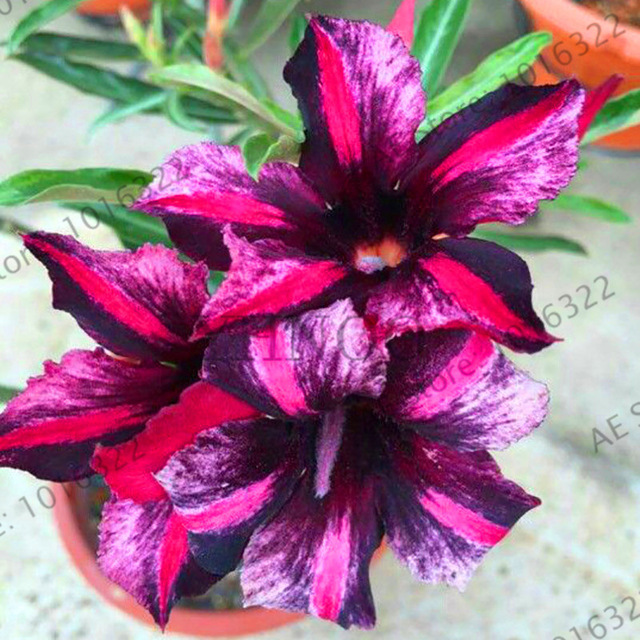 Fresh Rare Adenium Obesum Desert Rose Seeds