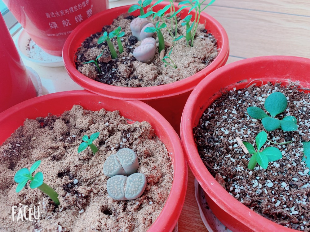 Fresh Rare Adenium Obesum Desert Rose Seeds