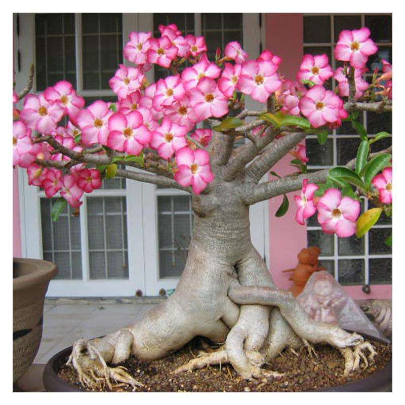 Fresh Rare Adenium Obesum Desert Rose Seeds