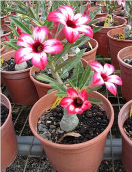 Fresh Rare Adenium Obesum Desert Rose Seeds