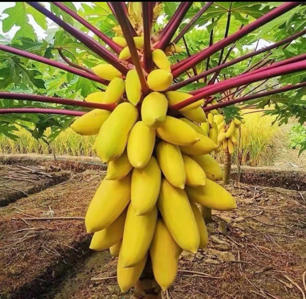 High yield and high-quality papaya fruit tree Seeds