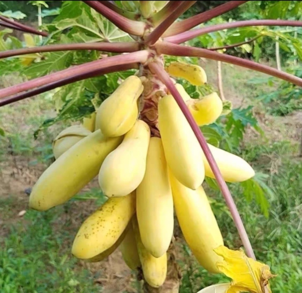 High yield and high-quality papaya fruit tree Seeds