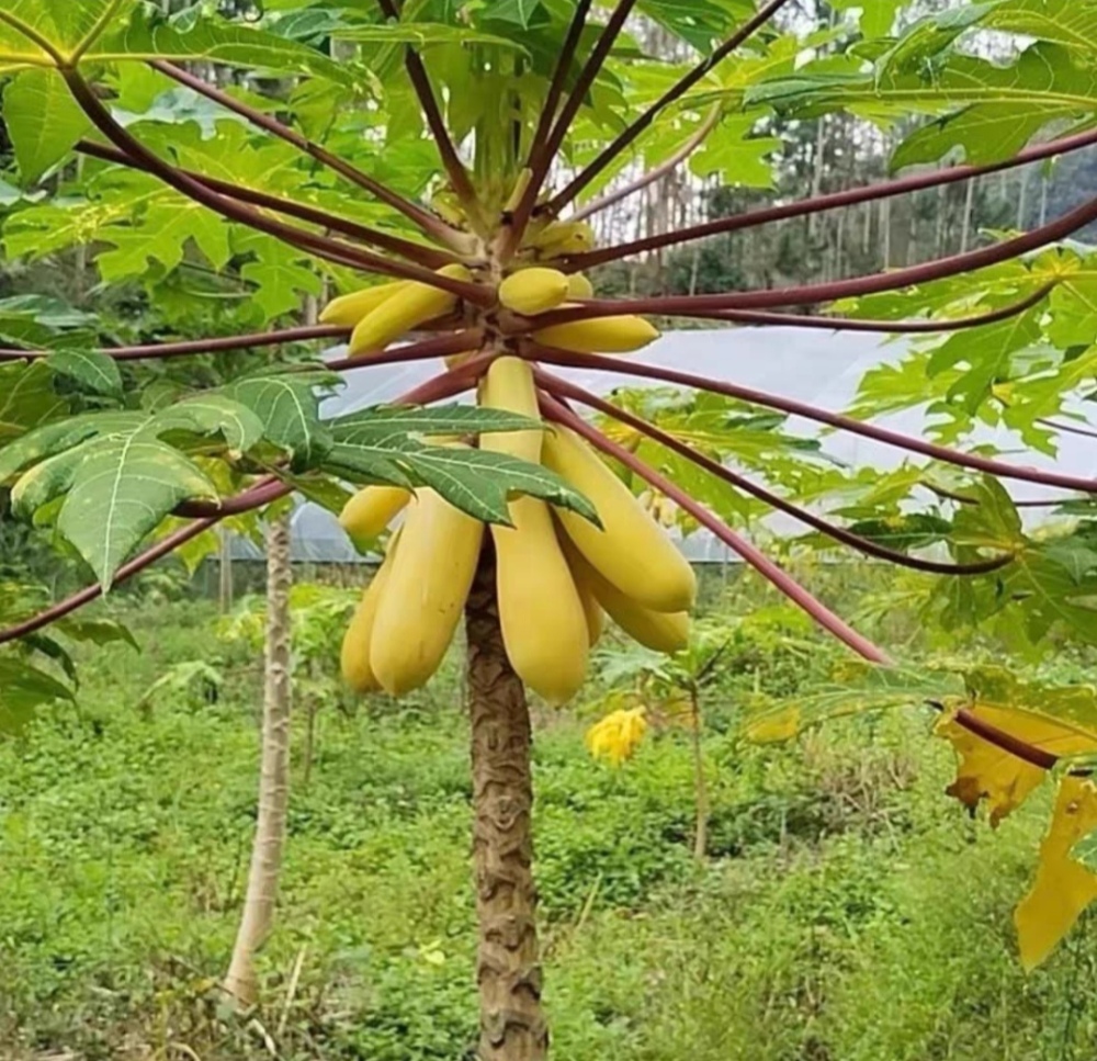 High yield and high-quality papaya fruit tree Seeds