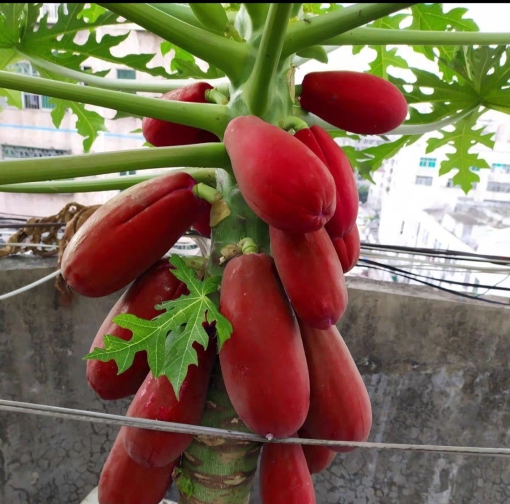 High yield and high-quality papaya fruit tree Seeds