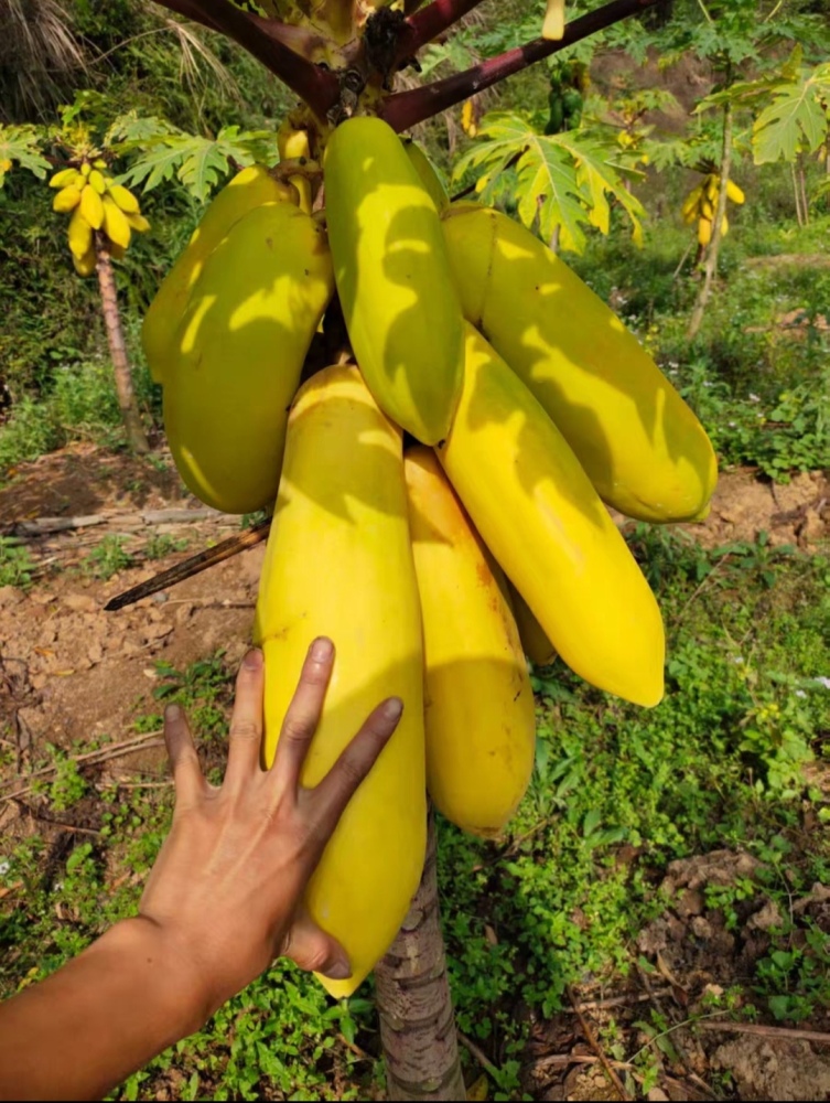 High yield and high-quality papaya fruit tree Seeds