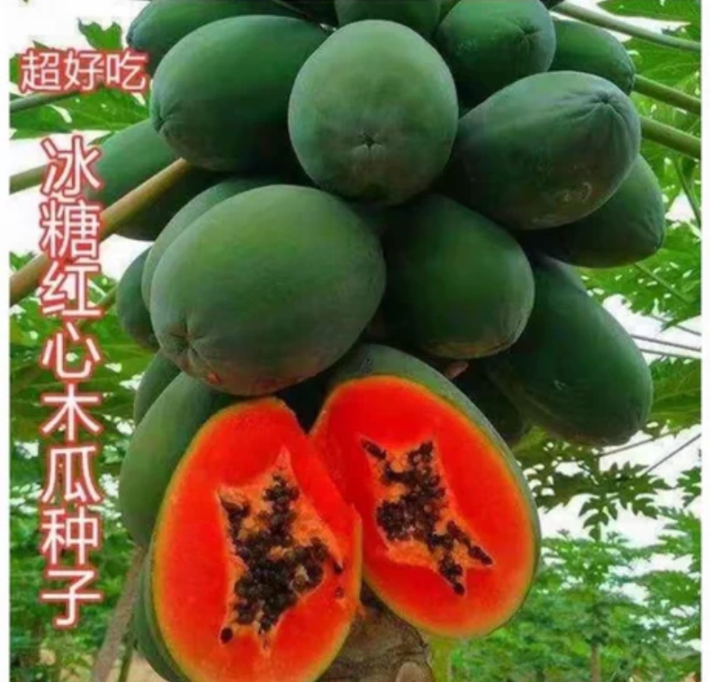 High yield and high-quality papaya fruit tree Seeds