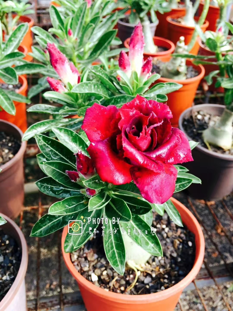 Fresh Rare Adenium Obesum Desert Rose Seeds