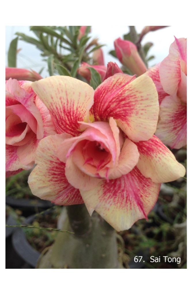 Fresh Rare Adenium Obesum Desert Rose Seeds