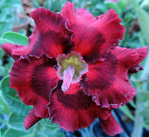 Fresh Rare Adenium Obesum Desert Rose Seeds