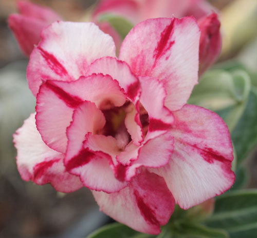 Fresh Rare Adenium Obesum Desert Rose Seeds