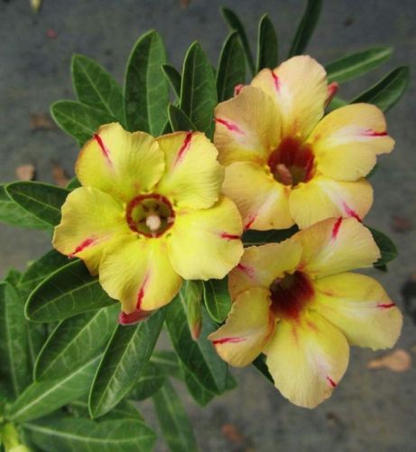 Fresh Rare Adenium Obesum Desert Rose Seeds