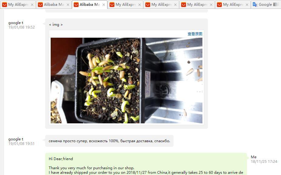 Fresh Rare Adenium Obesum Desert Rose Seeds