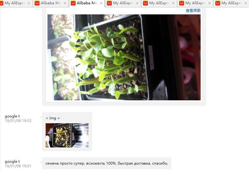 Fresh Rare Adenium Obesum Desert Rose Seeds