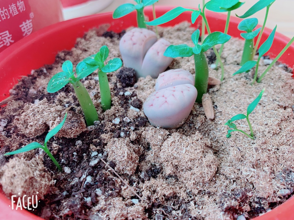 Fresh Rare Adenium Obesum Desert Rose Seeds