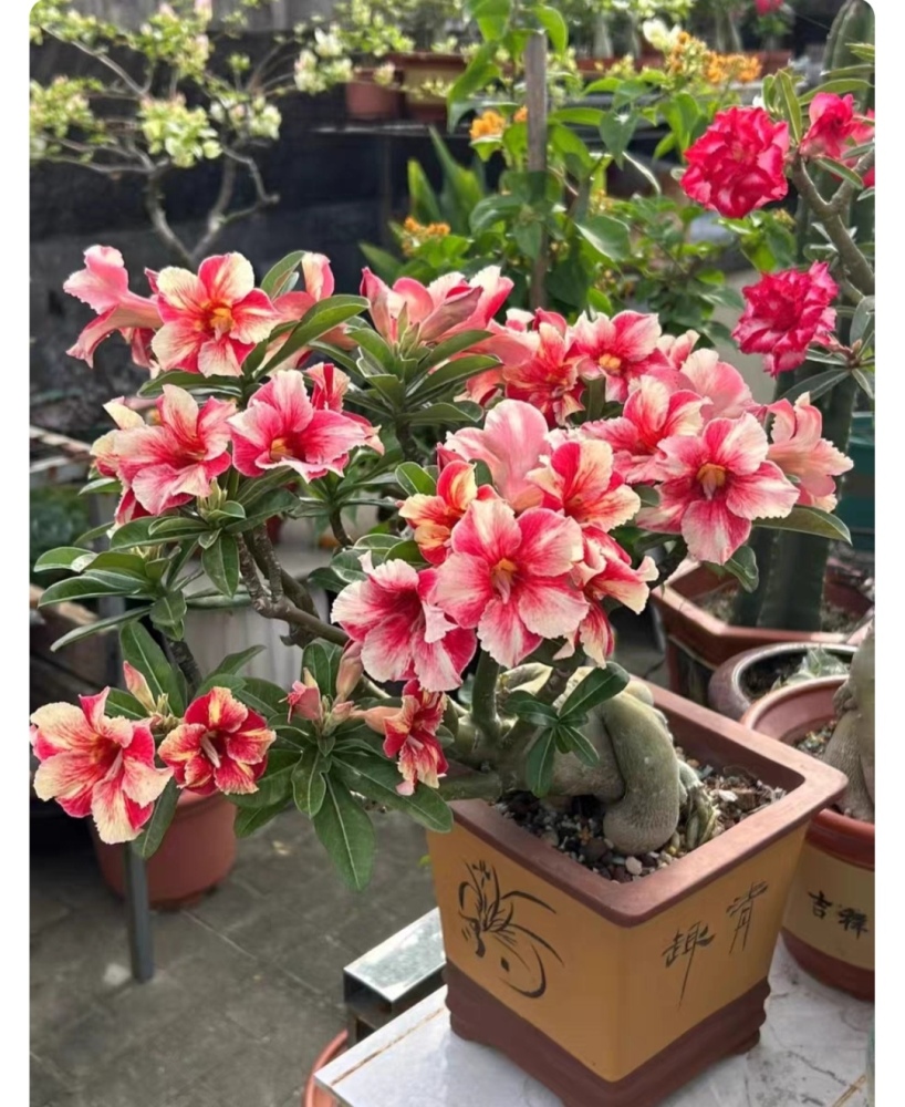 Fresh Rare Adenium Obesum Desert Rose Seeds