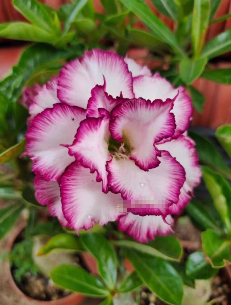 Fresh Rare Adenium Obesum Desert Rose Seeds
