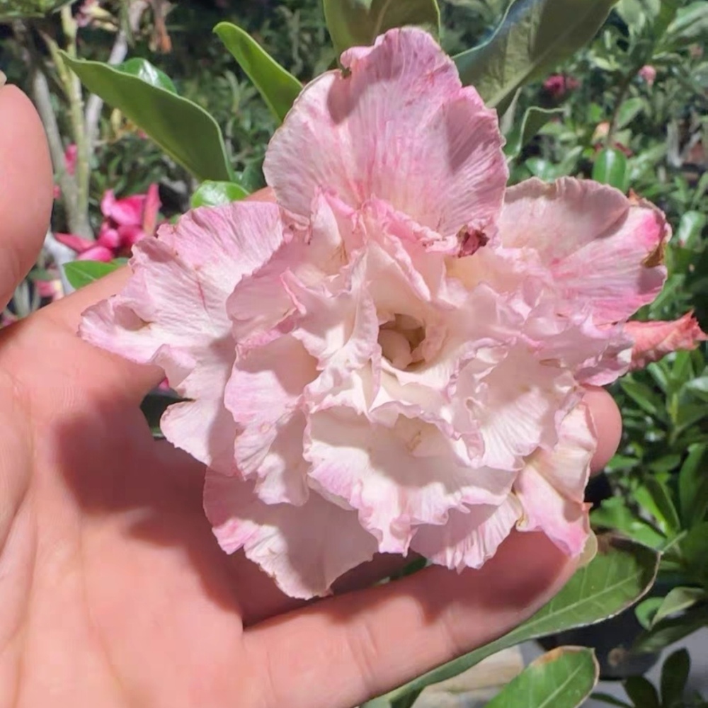 Fresh Rare Adenium Obesum Desert Rose Seeds