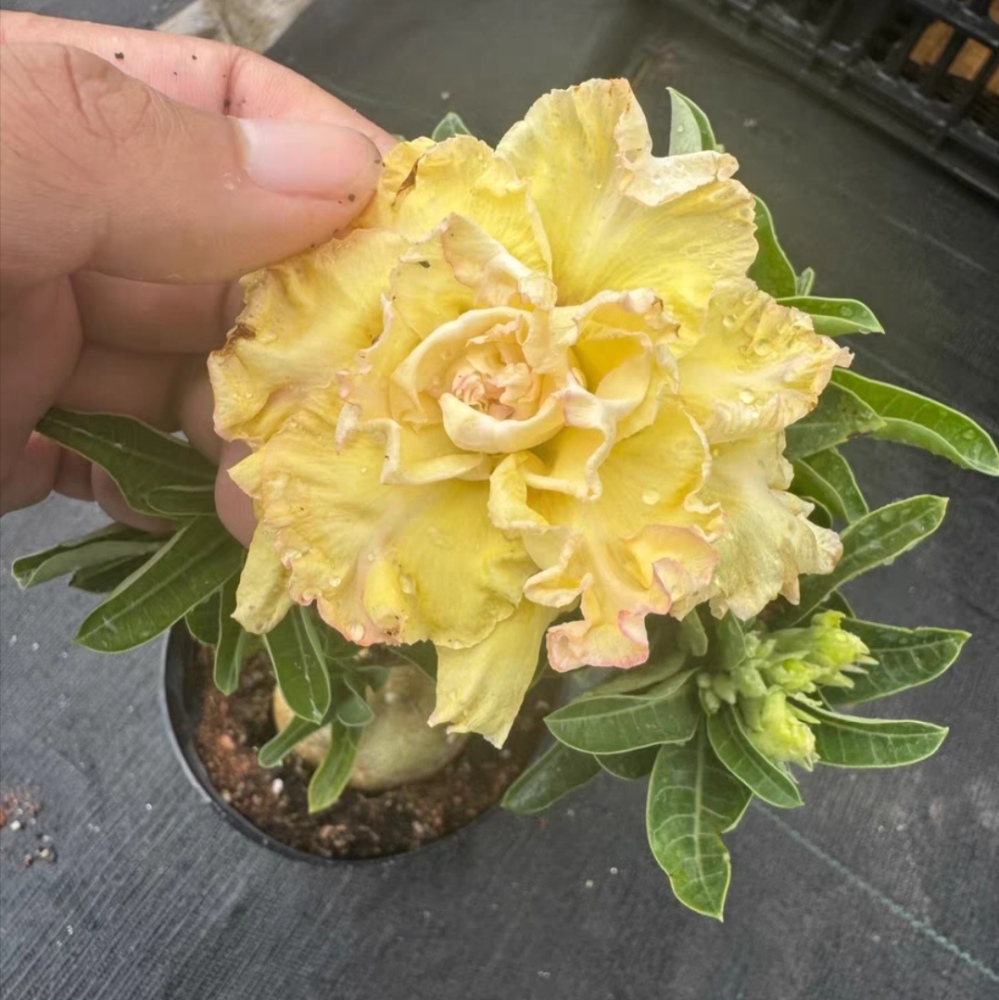 Fresh Rare Adenium Obesum Desert Rose Seeds