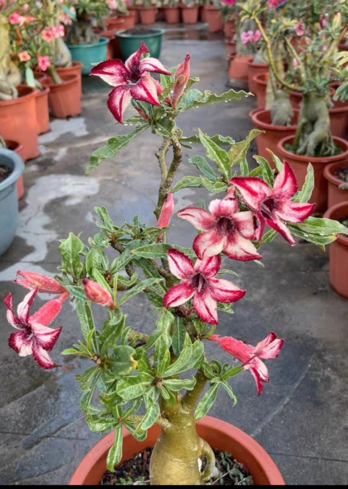 Fresh Rare Adenium Obesum Desert Rose Seeds