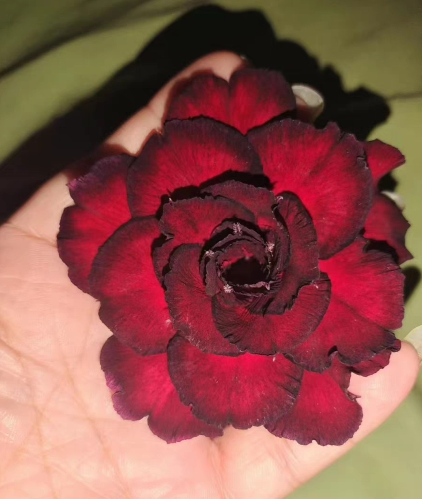 Fresh Rare Adenium Obesum Desert Rose Seeds