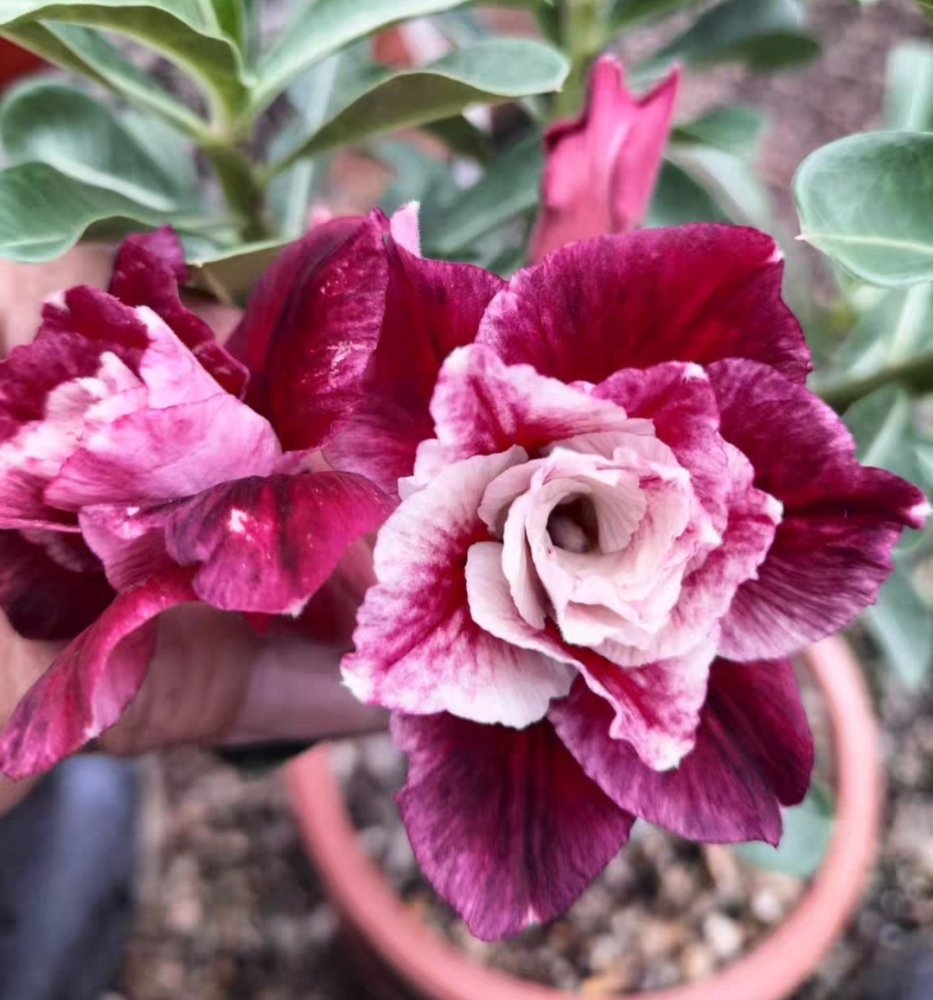 Fresh Rare Adenium Obesum Desert Rose Seeds