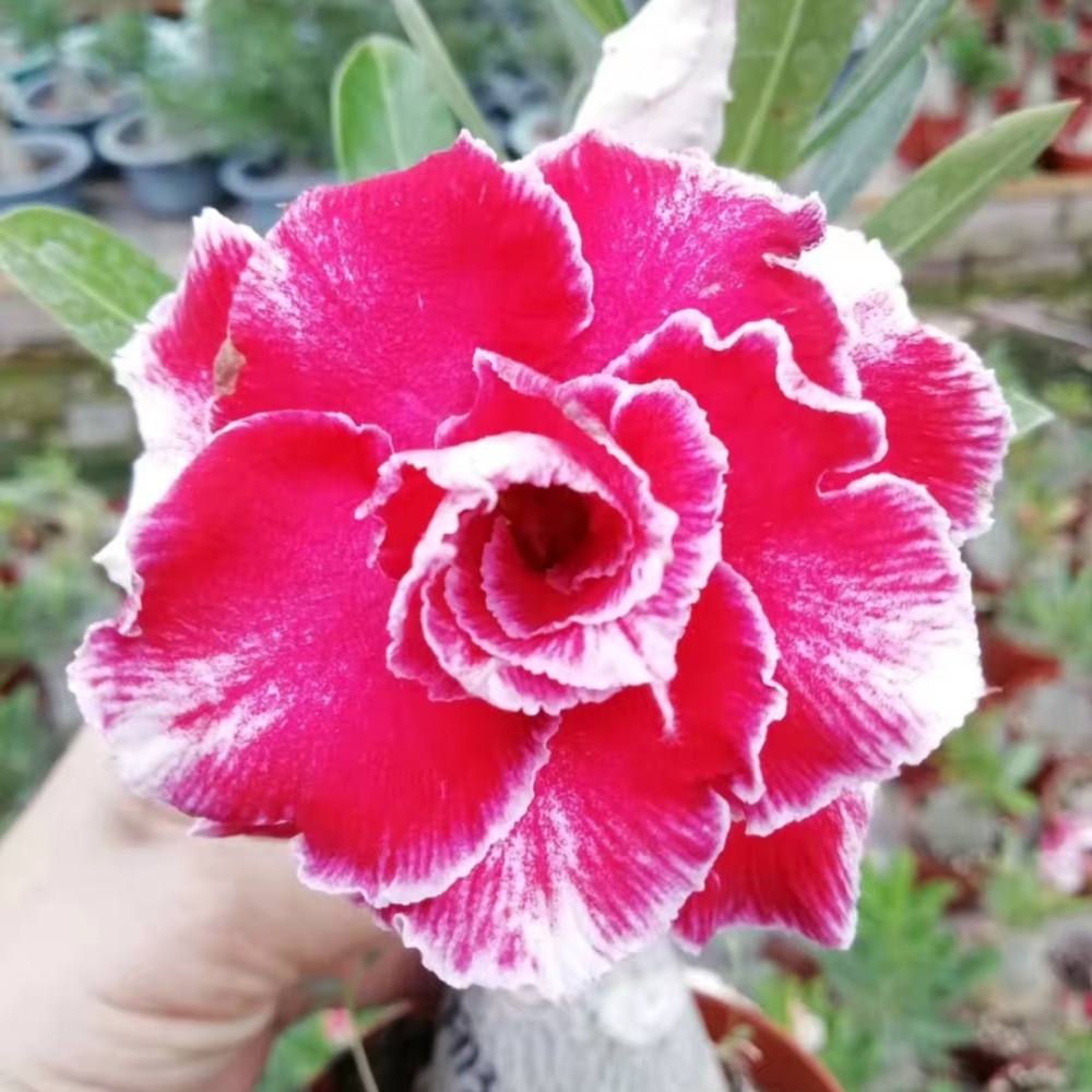 Fresh Rare Adenium Obesum Desert Rose Seeds