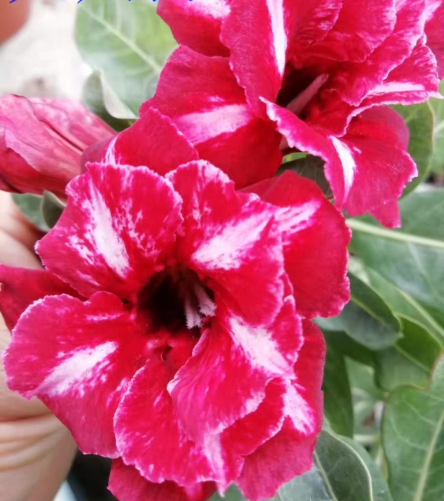 Fresh Rare Adenium Obesum Desert Rose Seeds